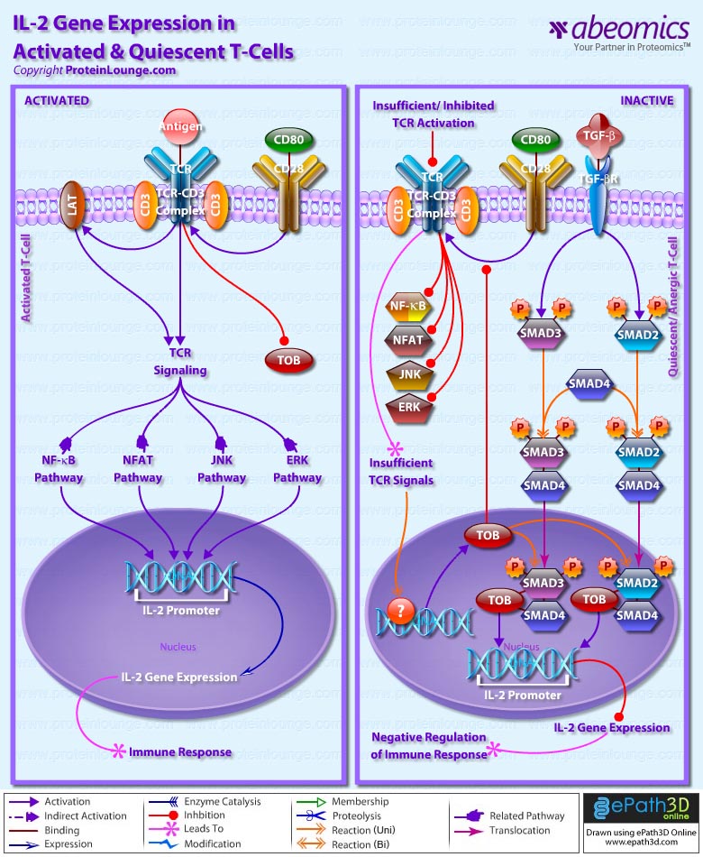 IL-2 Gene Expression in Activated and Quiescent T-Cells