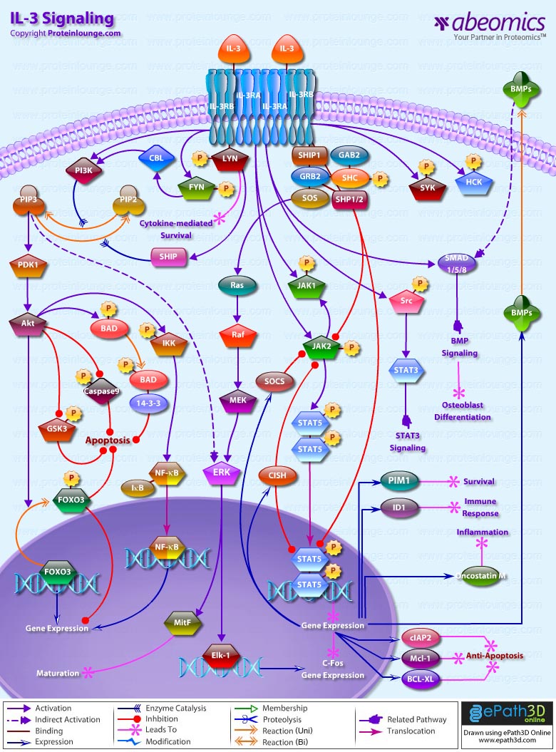 IL-3 Signaling