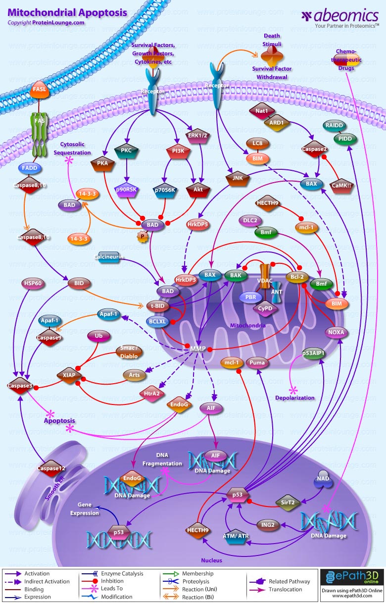 Mitochondrial Apoptosis