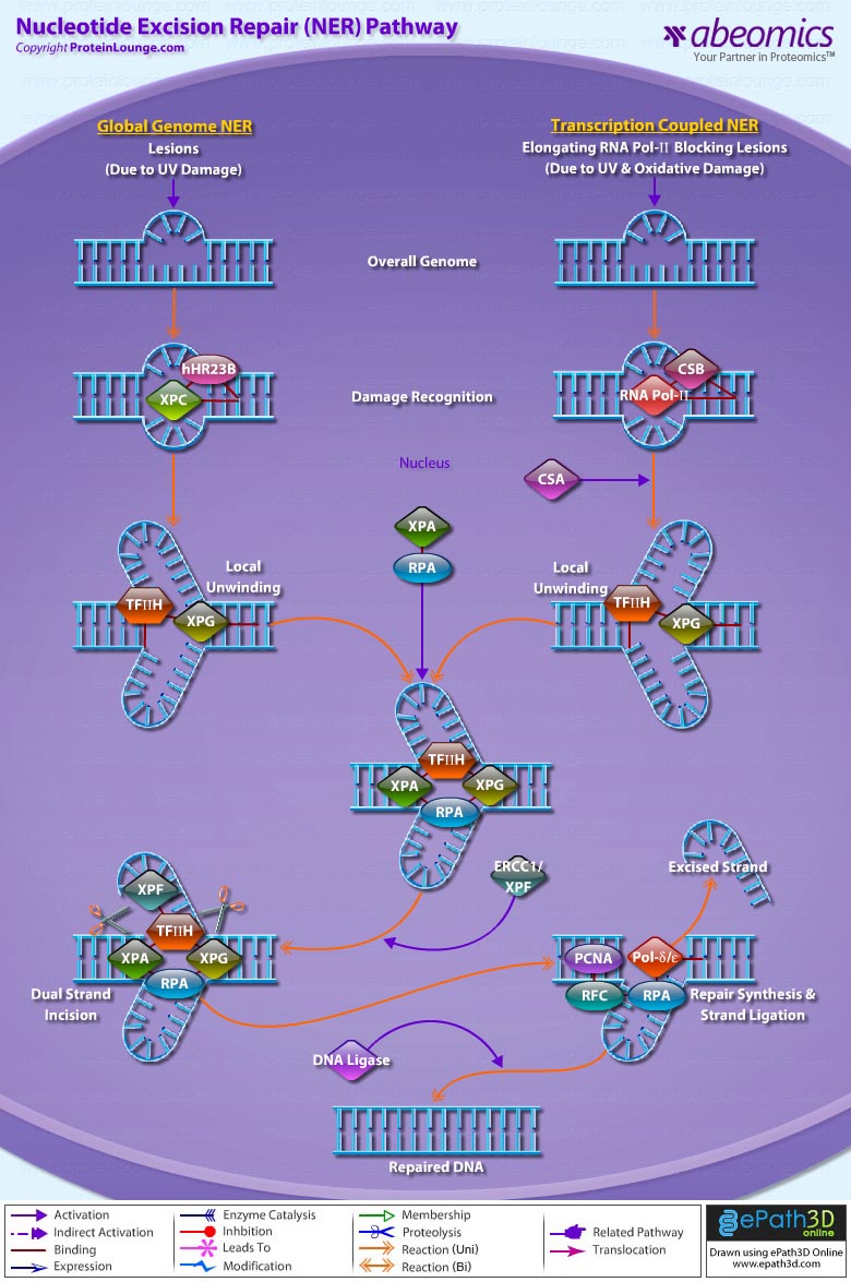 Nucleotide Excision Repair Pathway