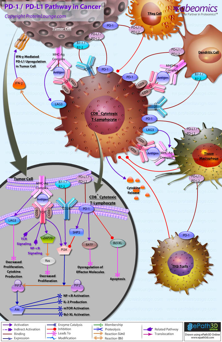 stage 2 papillary thyroid cancer survival rate