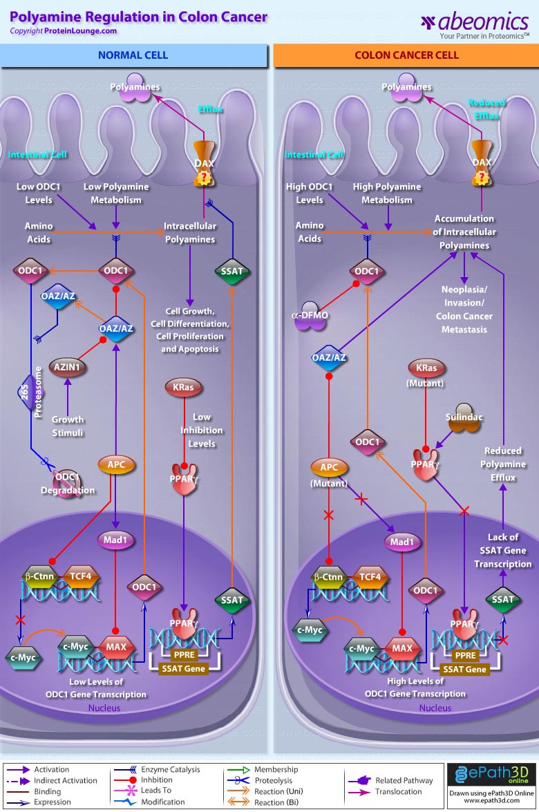 Polyamine Regulation in Colon Cancer