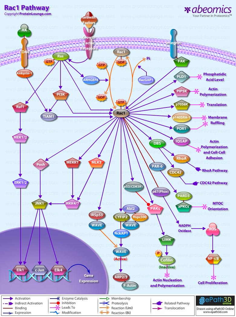 Rac1 Pathway