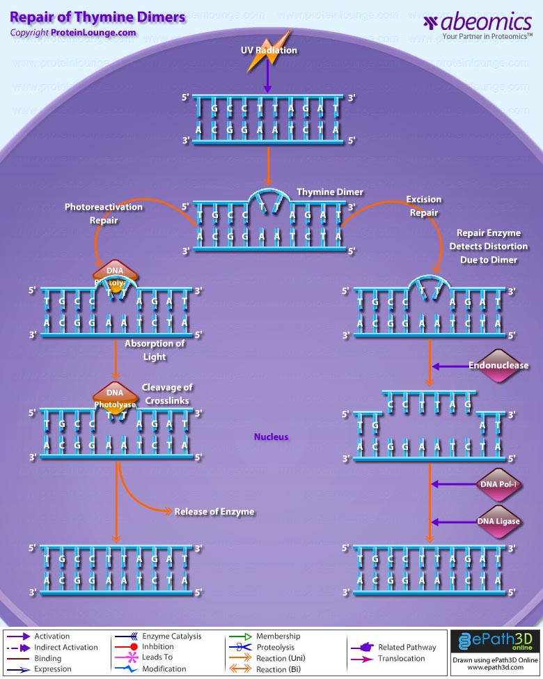 Repair of Thymine Dimers