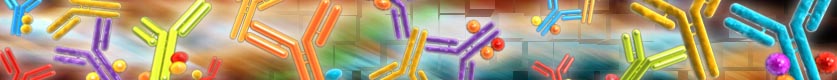 Secondary Antibodies