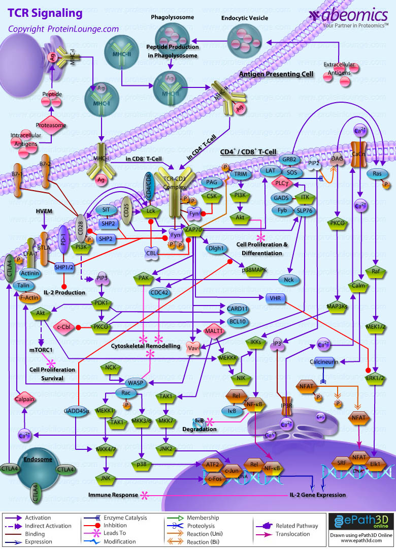 TCR Signaling