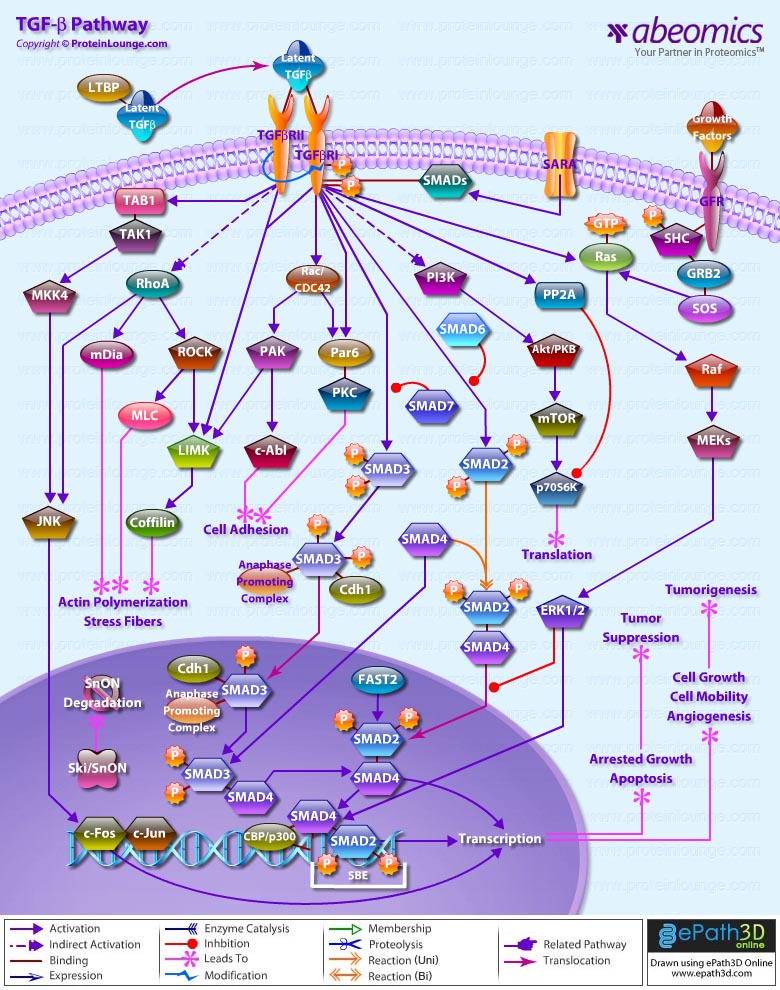 TGF Beta Pathway