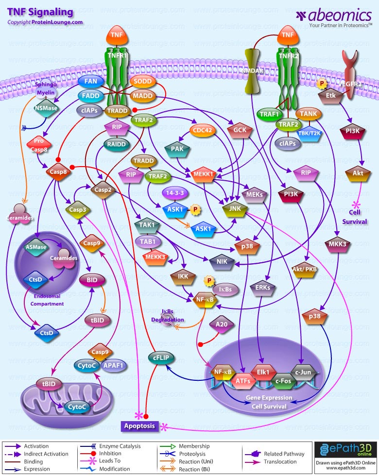 TNF Signaling