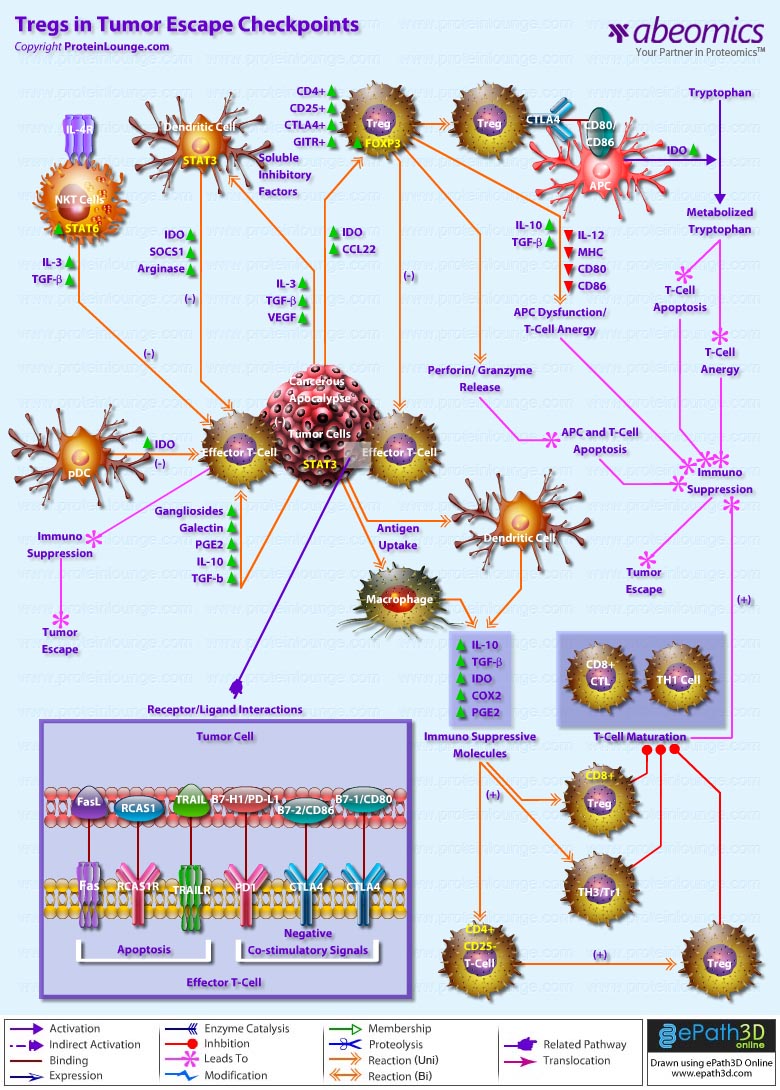 Tregs in Tumor Escape Checkpoints