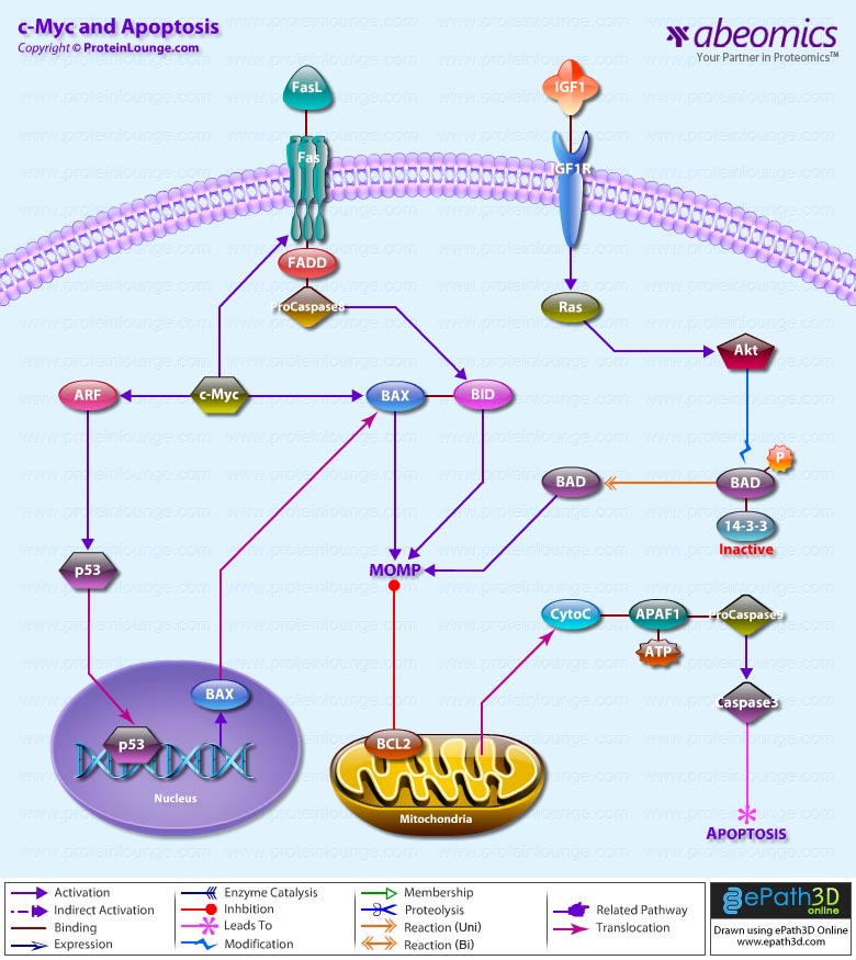 c-Myc and Apoptosis