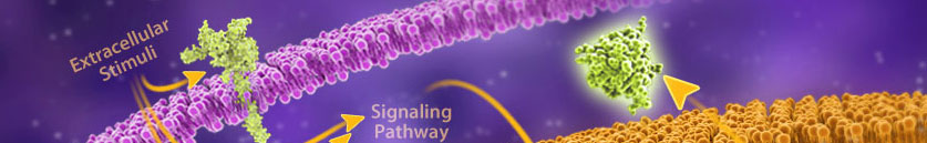 cell lines