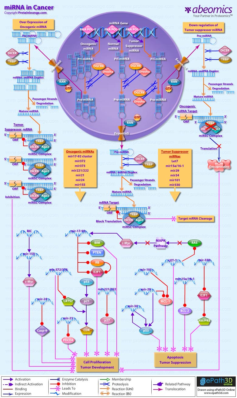 miRNA in Cancer