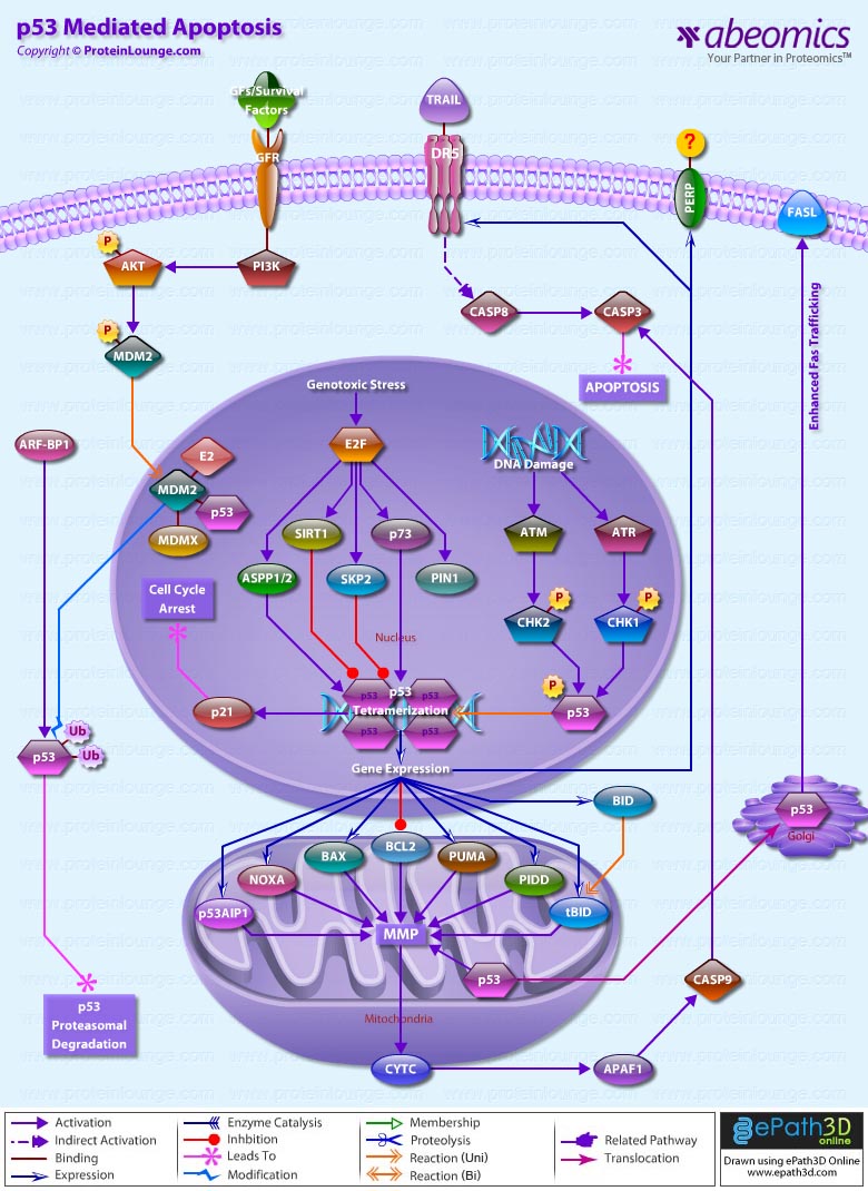 p53 Mediated Apoptosis