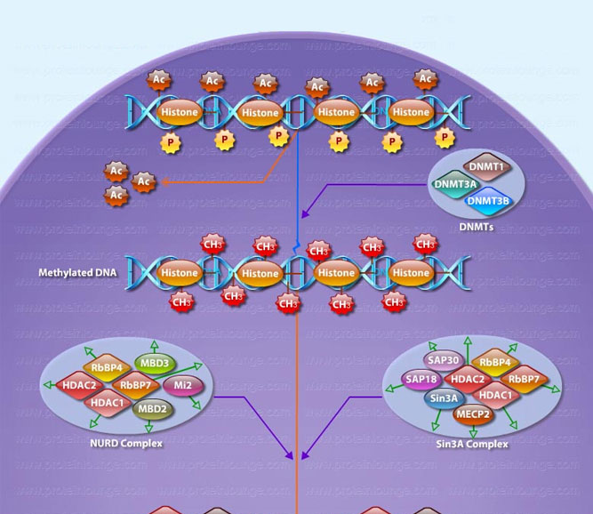 DNA Methylation and Transcriptional Repression