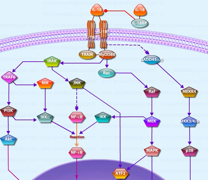 IL-18 Signaling