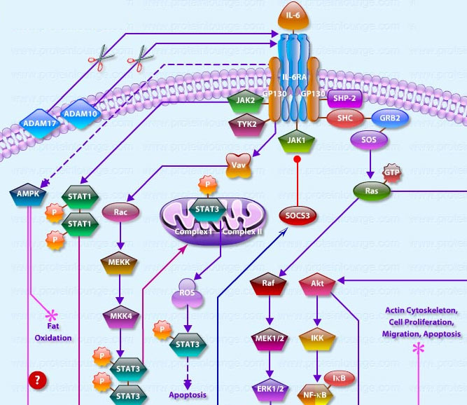 IL-6 Signaling