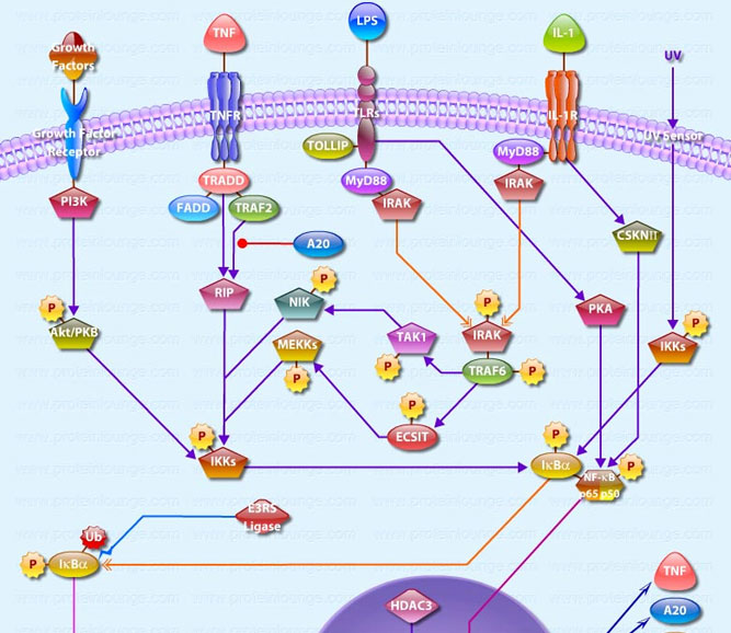 NF-KappaB (p50-p65) Pathway