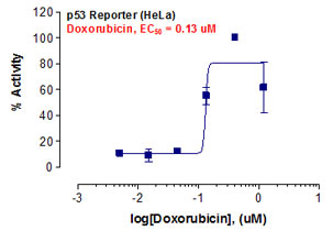 p53 Reporter Assay