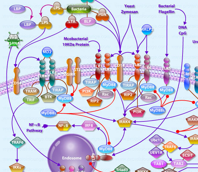 Toll Like Receptors