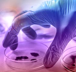 cell-line-development
